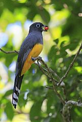 Black-headed Trogon